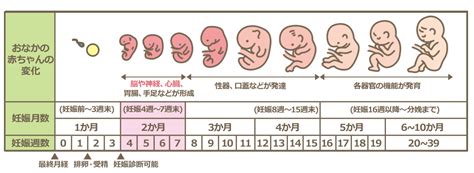 妊娠後期 性交渉|妊娠初期、中期、後期の性行為について！夫婦の関係。